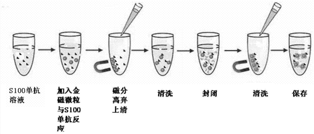 Chemiluminescence immunoassay method for detecting S100 based on gold magnetic particles