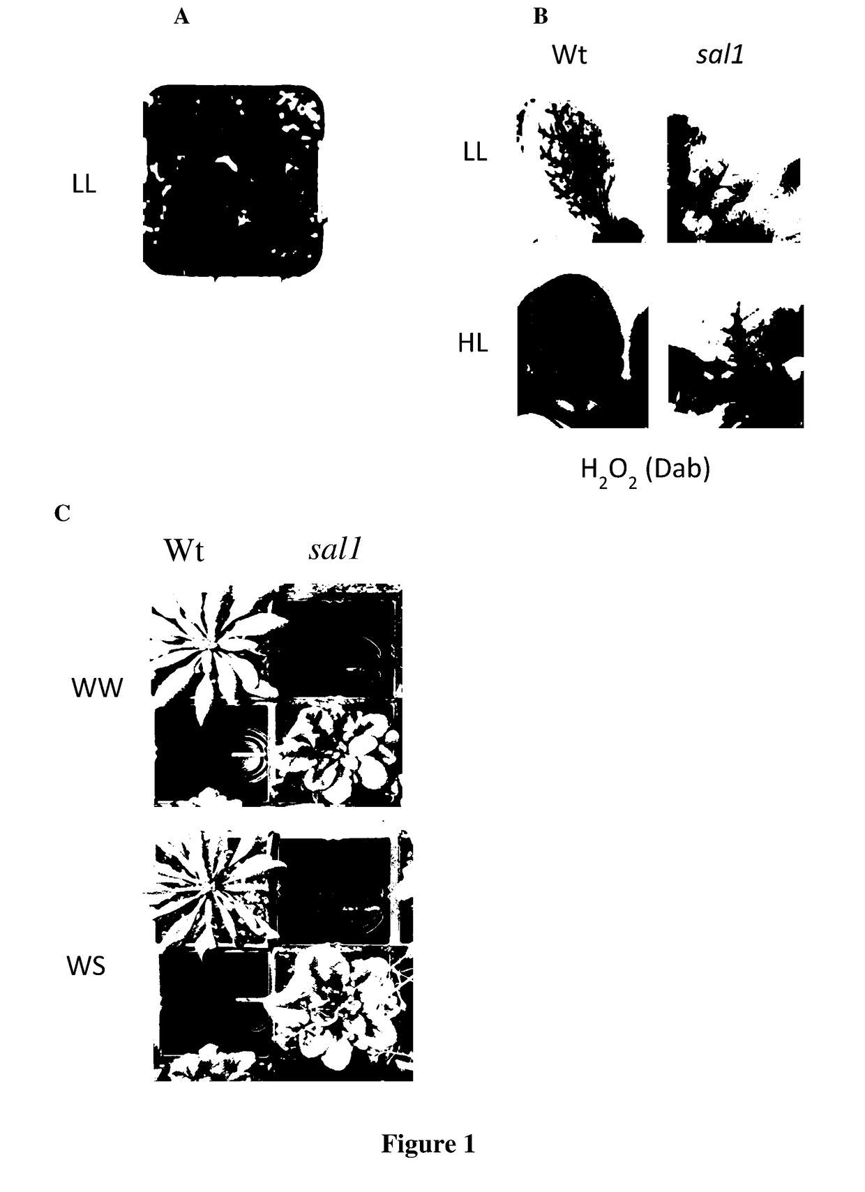 Method for Increasing Plant Stress Tolerance and Seed Dormancy