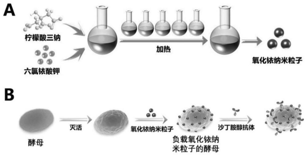 Microbial nano-enzyme probe, test strip for detecting salbutamol and application of test strip