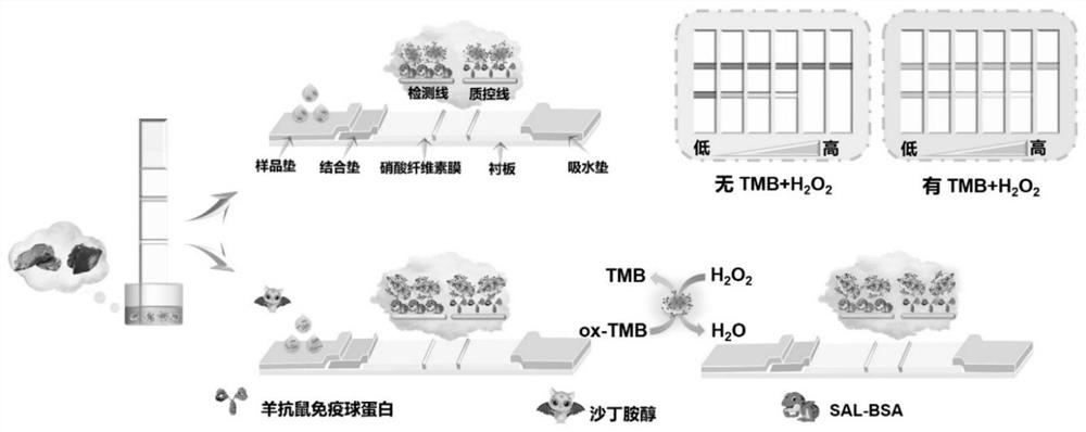 Microbial nano-enzyme probe, test strip for detecting salbutamol and application of test strip