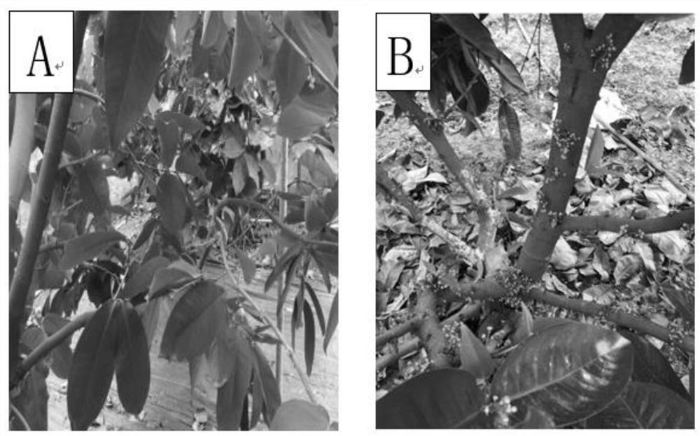 A cultivation method for promoting differentiation of lotus mist flower buds