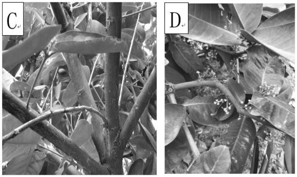 A cultivation method for promoting differentiation of lotus mist flower buds