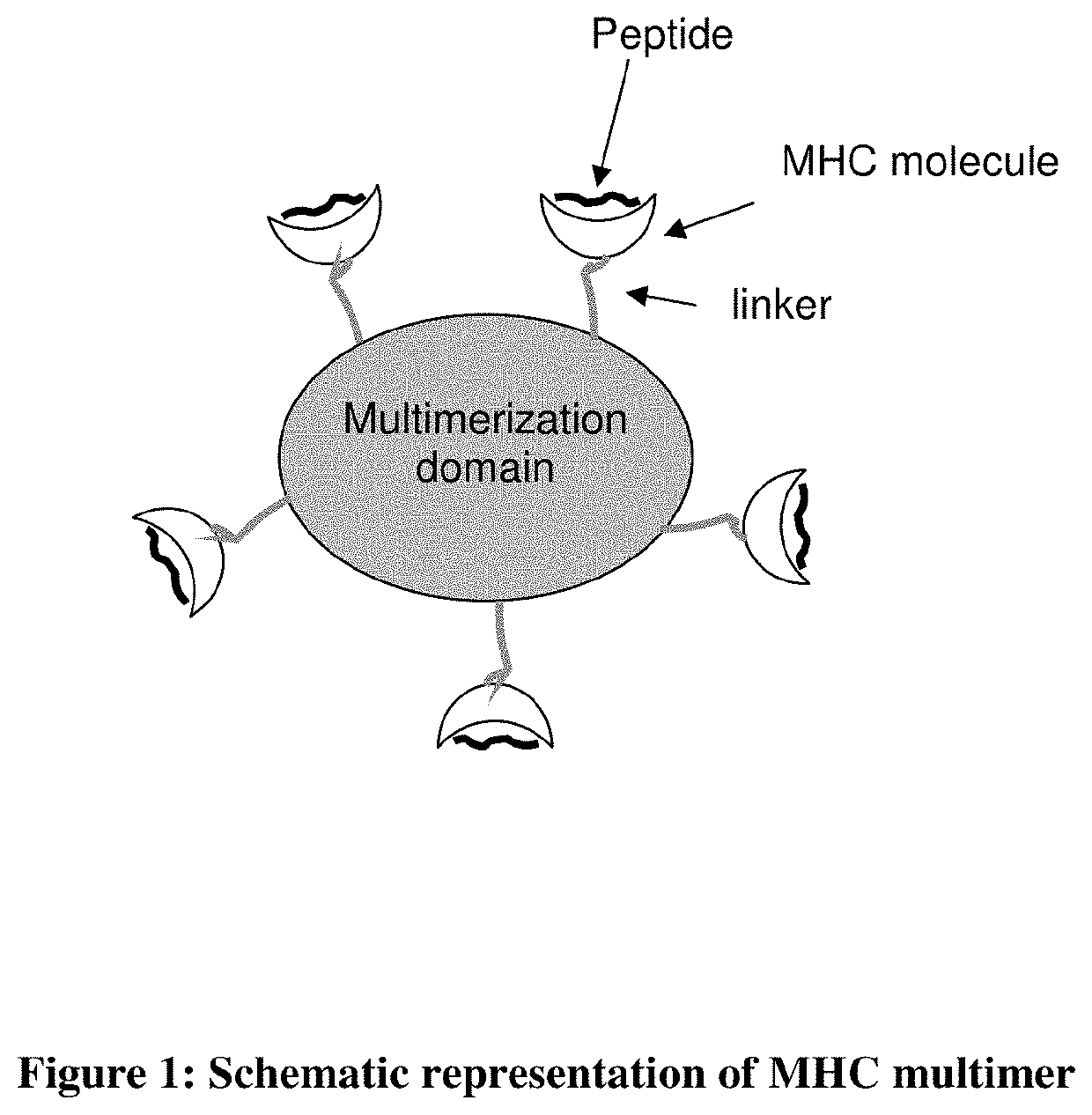 MHC multimers in tuberculosis diagnostics, vaccine and therapeutics