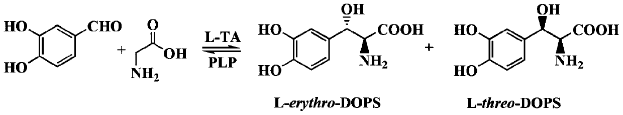 L-threonine aldolase mutant R318L and application thereof