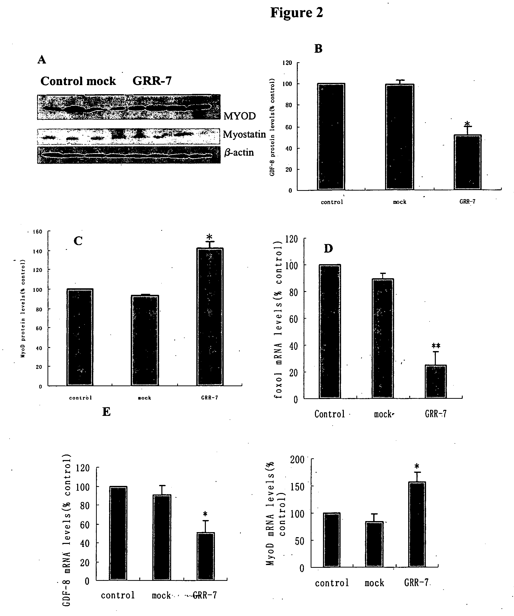 Compositions and methods for the treatment of muscle wasting