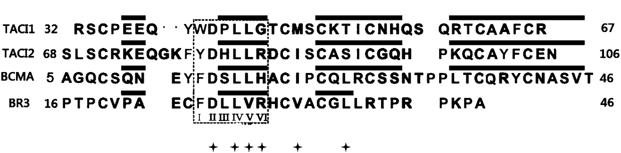 Use of benzyloxycarbonyl-l-glutamic acid in the preparation of blys antagonists