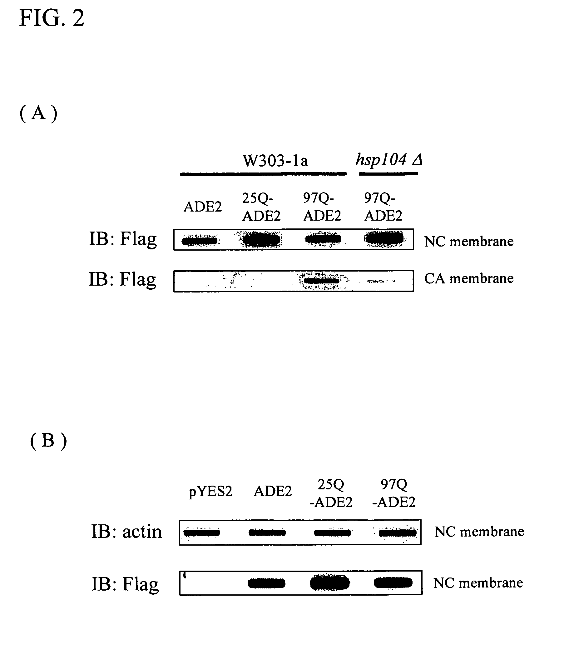 Recombinant protein and method of screening for agents that modulate polypeptide aggregation