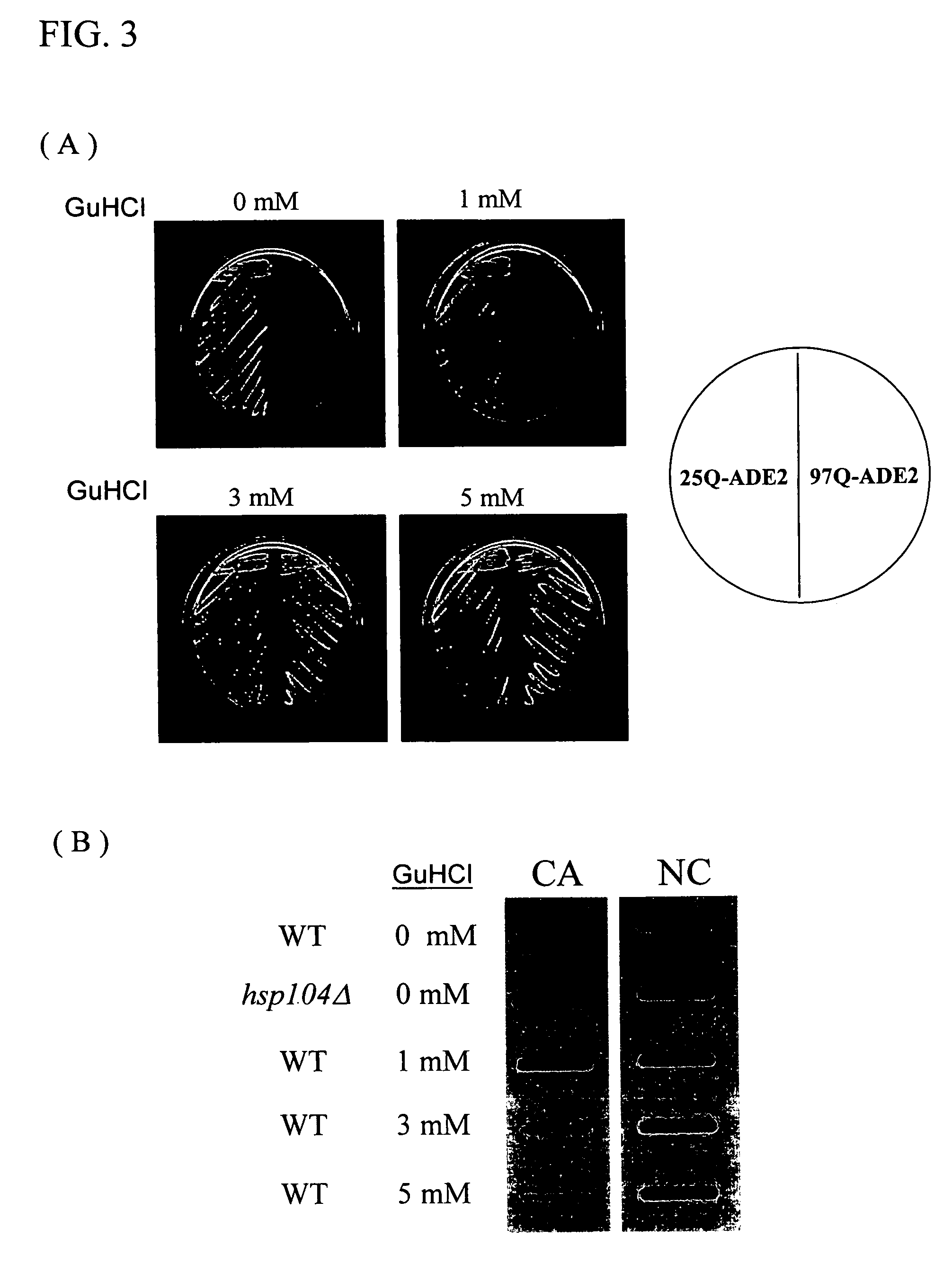 Recombinant protein and method of screening for agents that modulate polypeptide aggregation