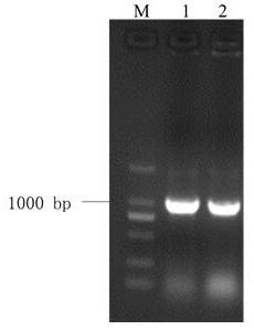 Lilium regale wilson LrWRKY2 gene and application