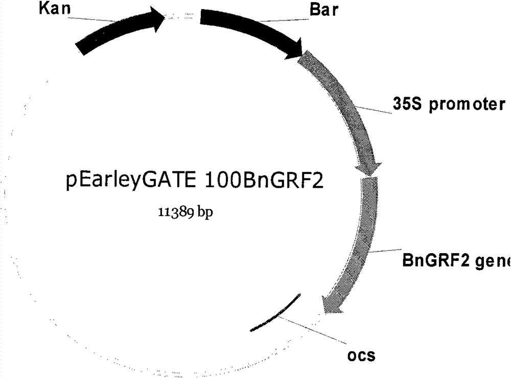 Brassica napobrassica growth regulatory factor gene GRF2 and application thereof