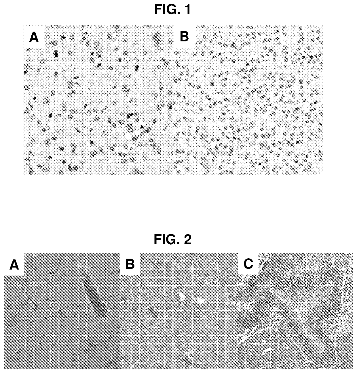 Profiling of pathology images for clinical applications