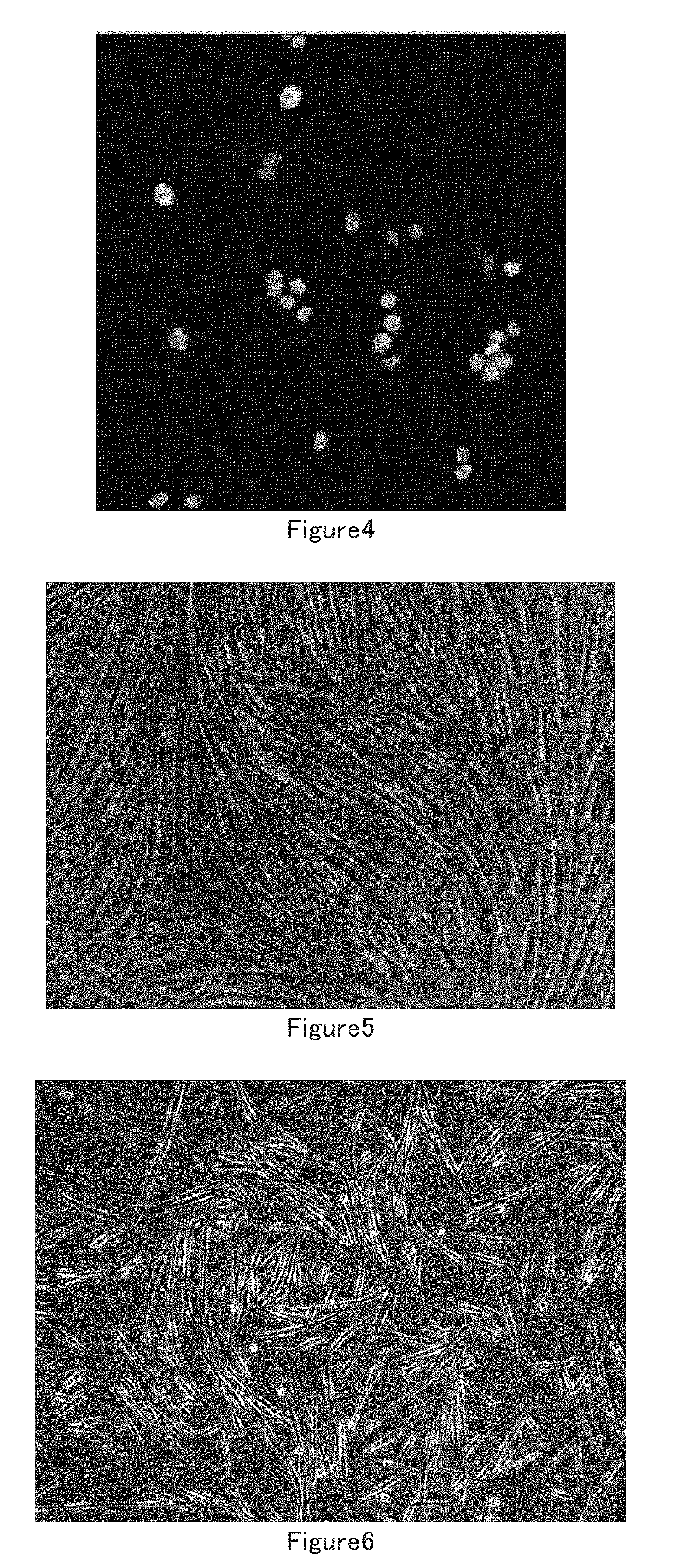 Muscle stem cell in vitro culture method and application