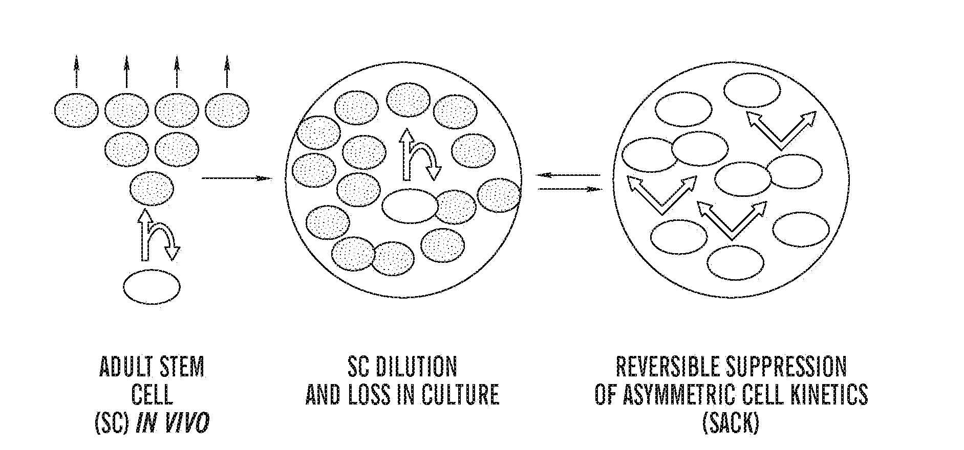 Hepatocyte precursor cell lines