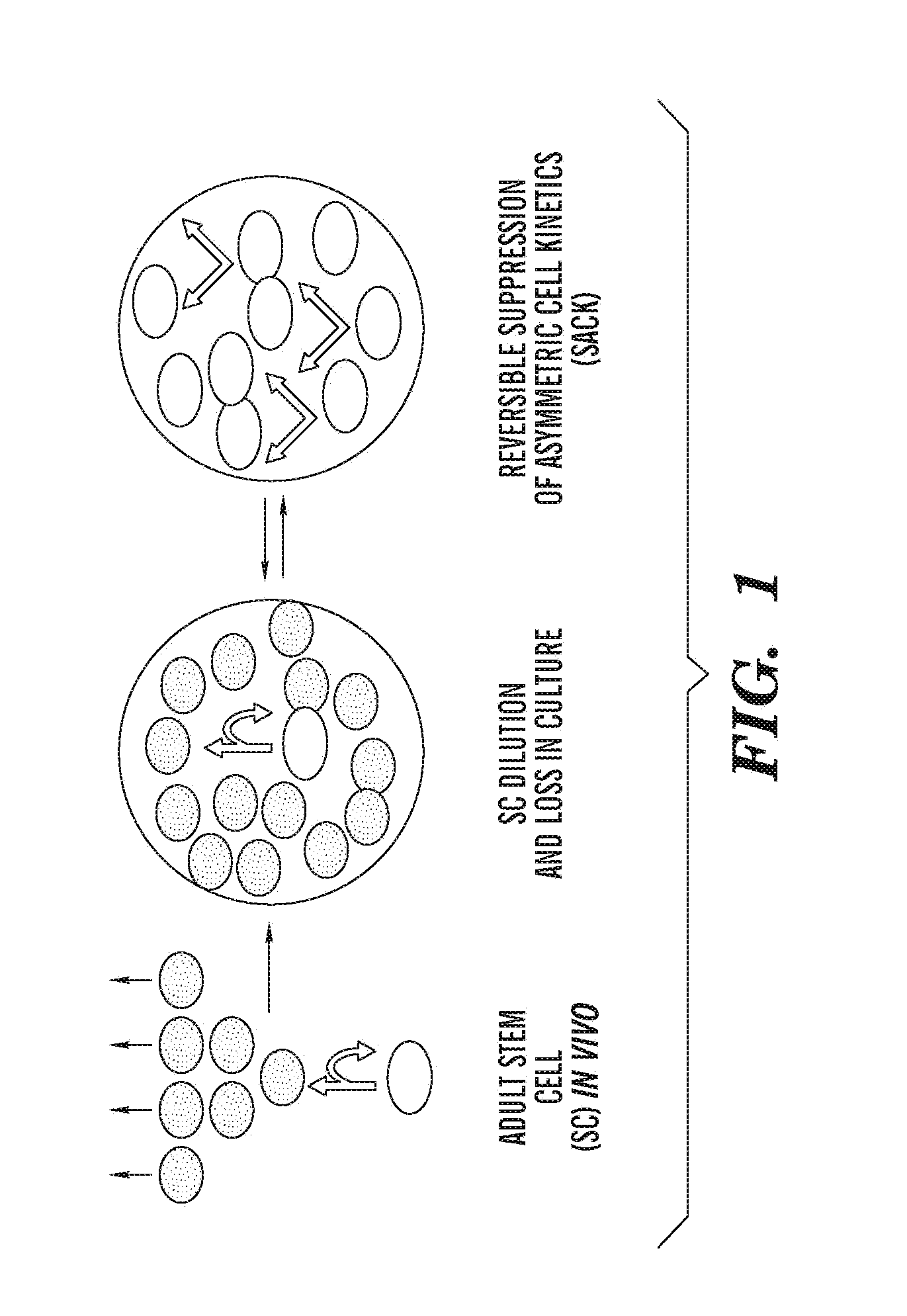 Hepatocyte precursor cell lines