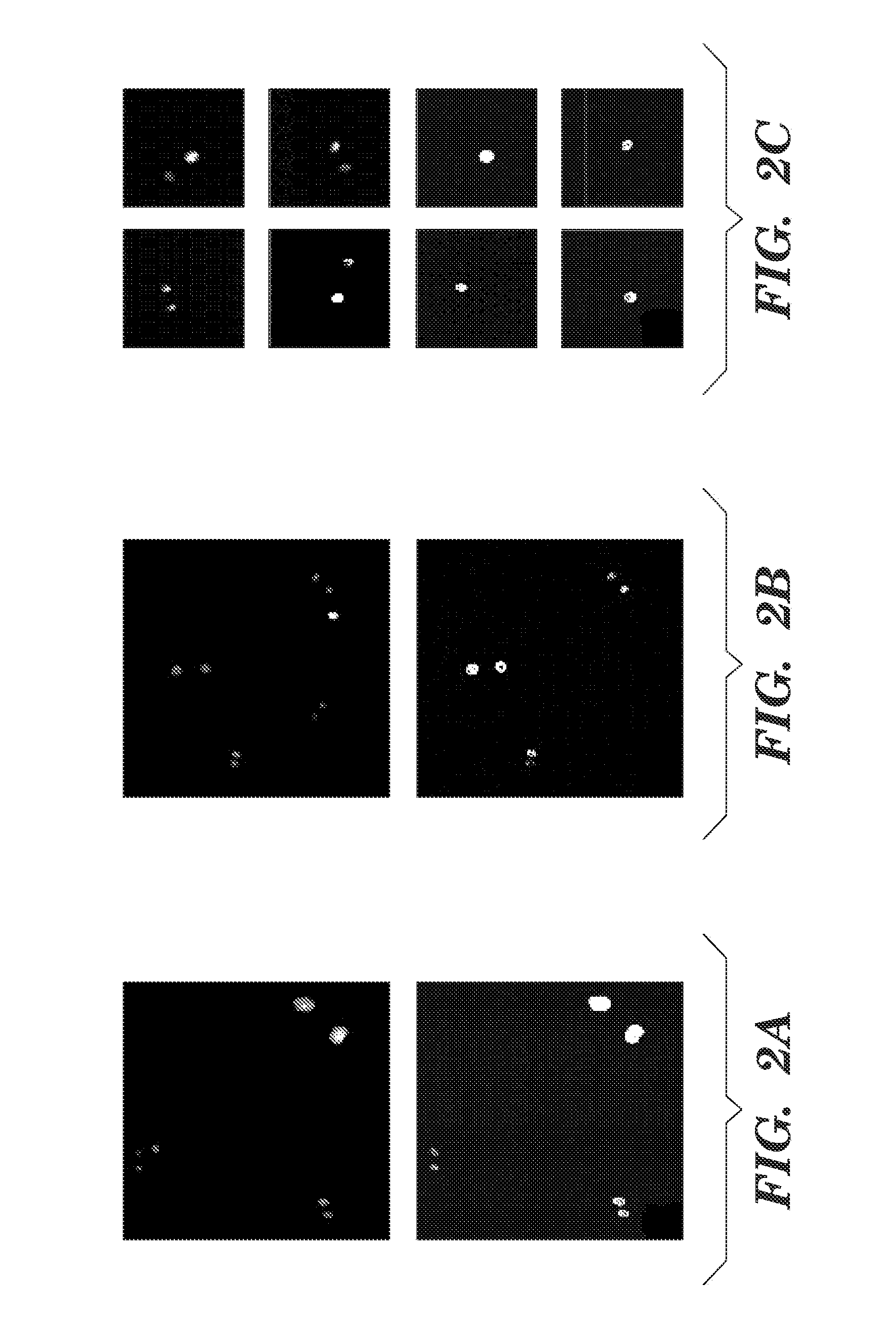 Hepatocyte precursor cell lines