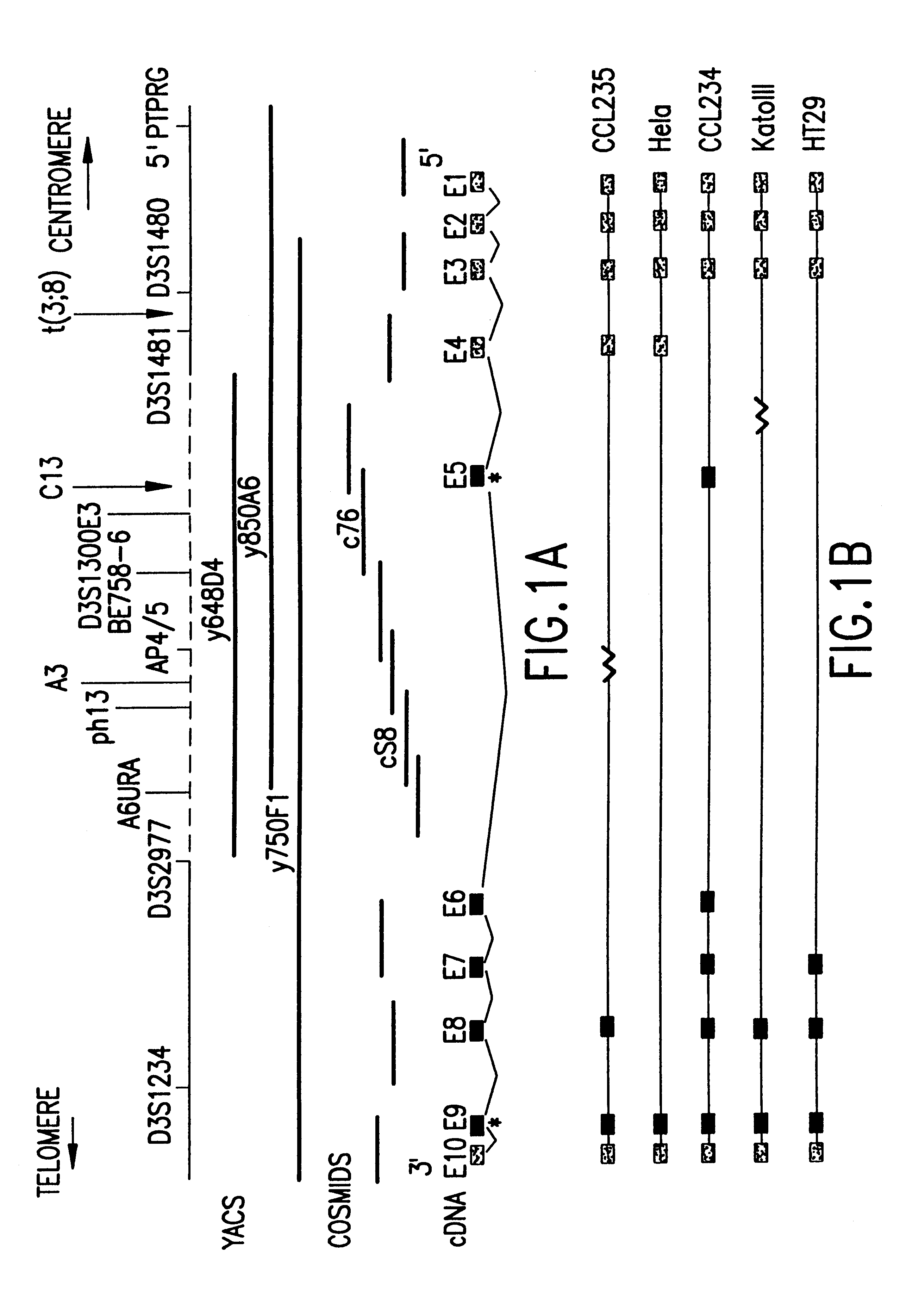 FHIT proteins and nucleic acids and methods based thereon