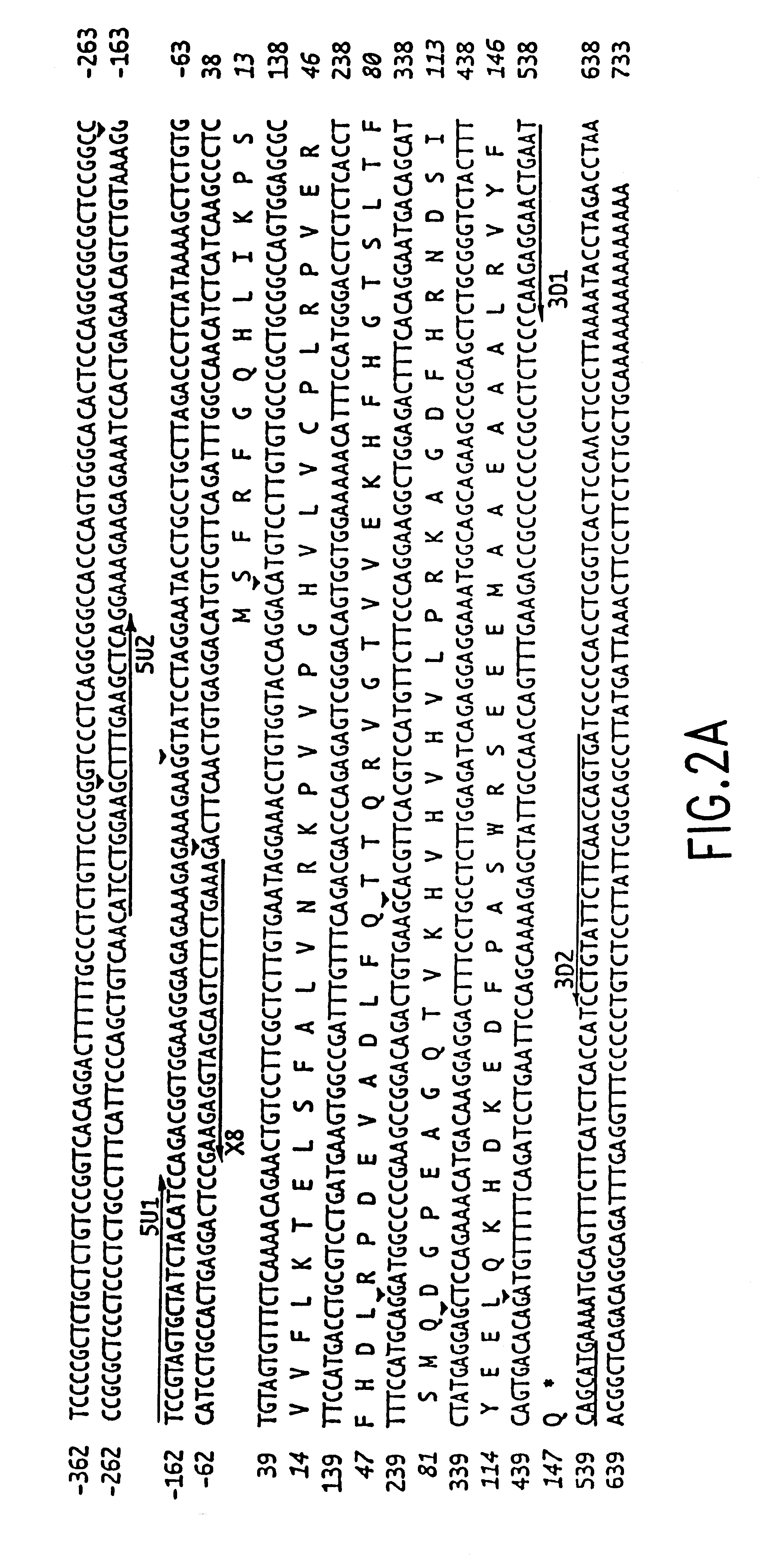 FHIT proteins and nucleic acids and methods based thereon