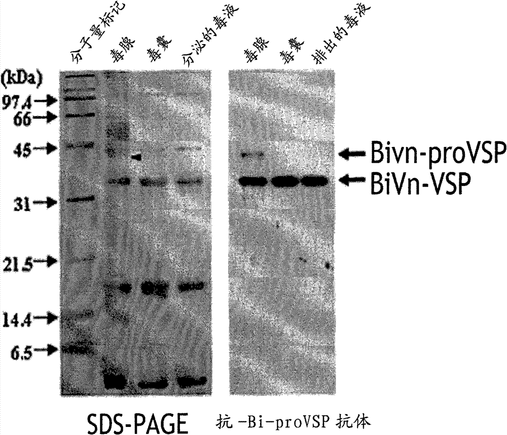 Serine protease isolated from the venom of bombus ignitus as fibrinogenolytic and fibrinolytic enzymes