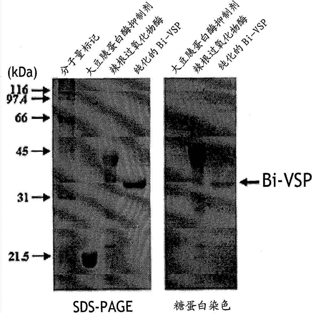 Serine protease isolated from the venom of bombus ignitus as fibrinogenolytic and fibrinolytic enzymes