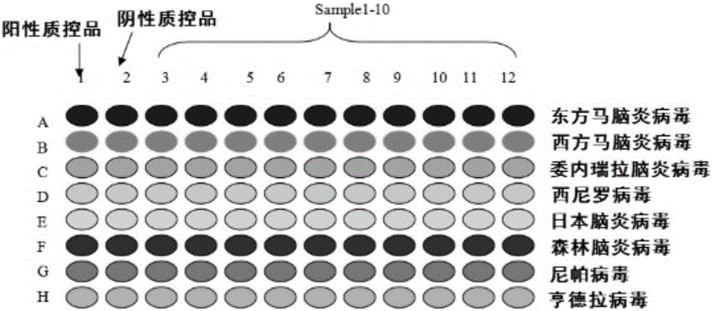 RT-PCR primer and probe combination for simultaneous detection of 8 arbo encephalitis viruses and kit
