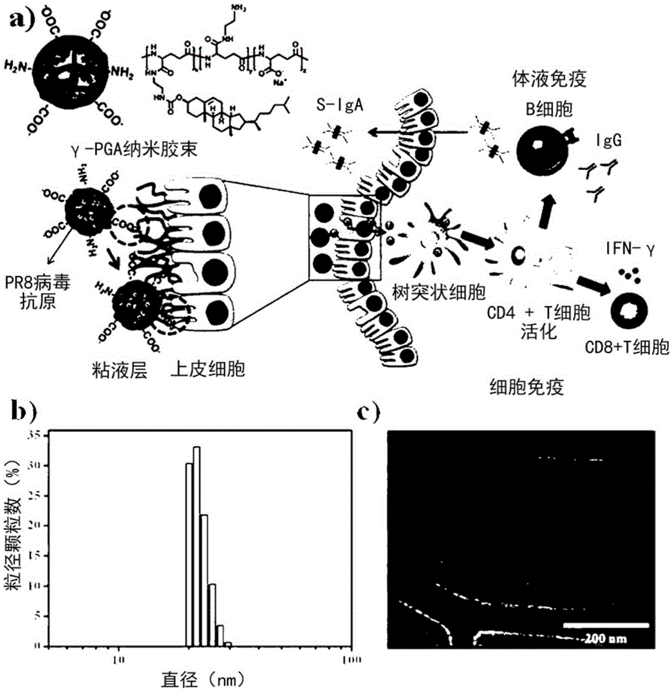 Mucus layer-adhesive poly gamma-glutamic acid nanomicelles and drug delivery system using same