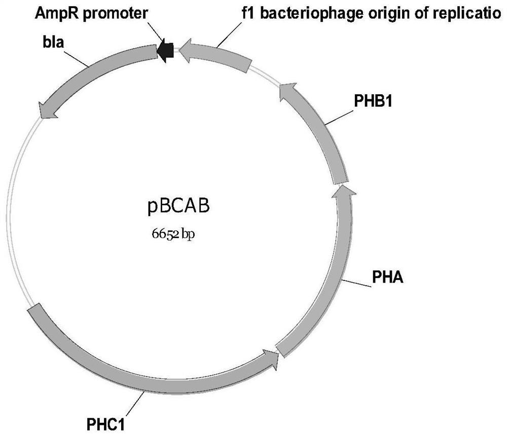 A method for the production of colaric acid by acid-resistant high-density Escherichia coli