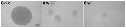 Mouse lung tissue primary epithelial stem cell ball culture method
