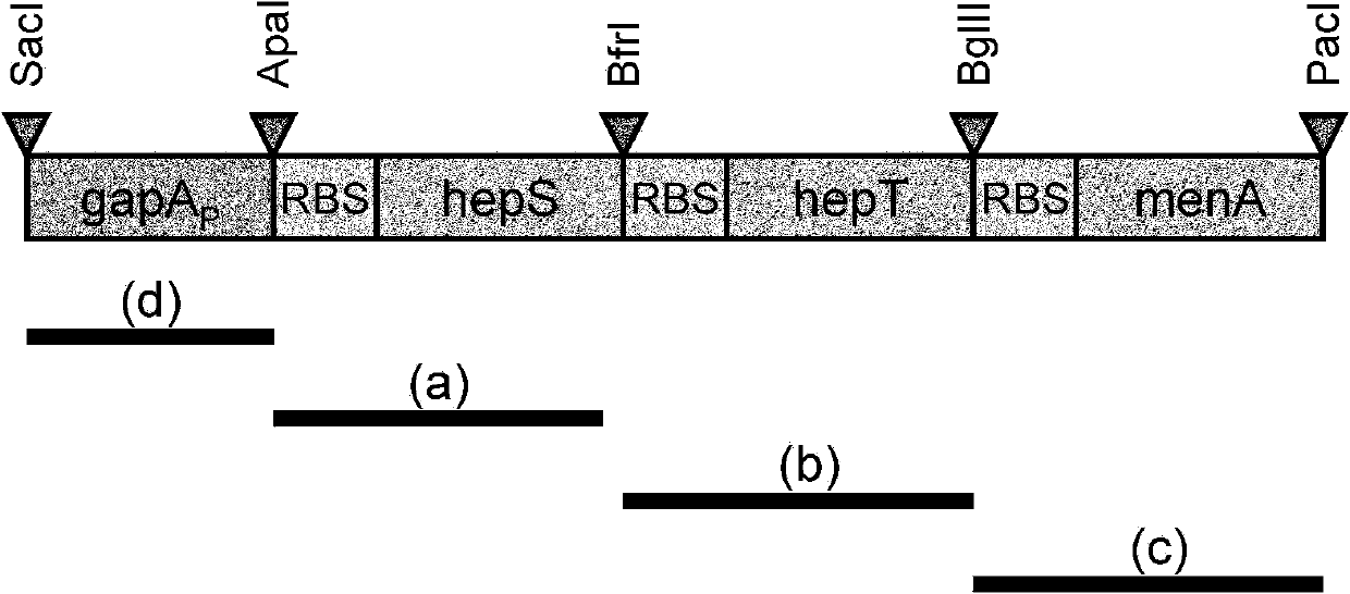 Method for fermentative production of menaquinone-7 using escherichia coli