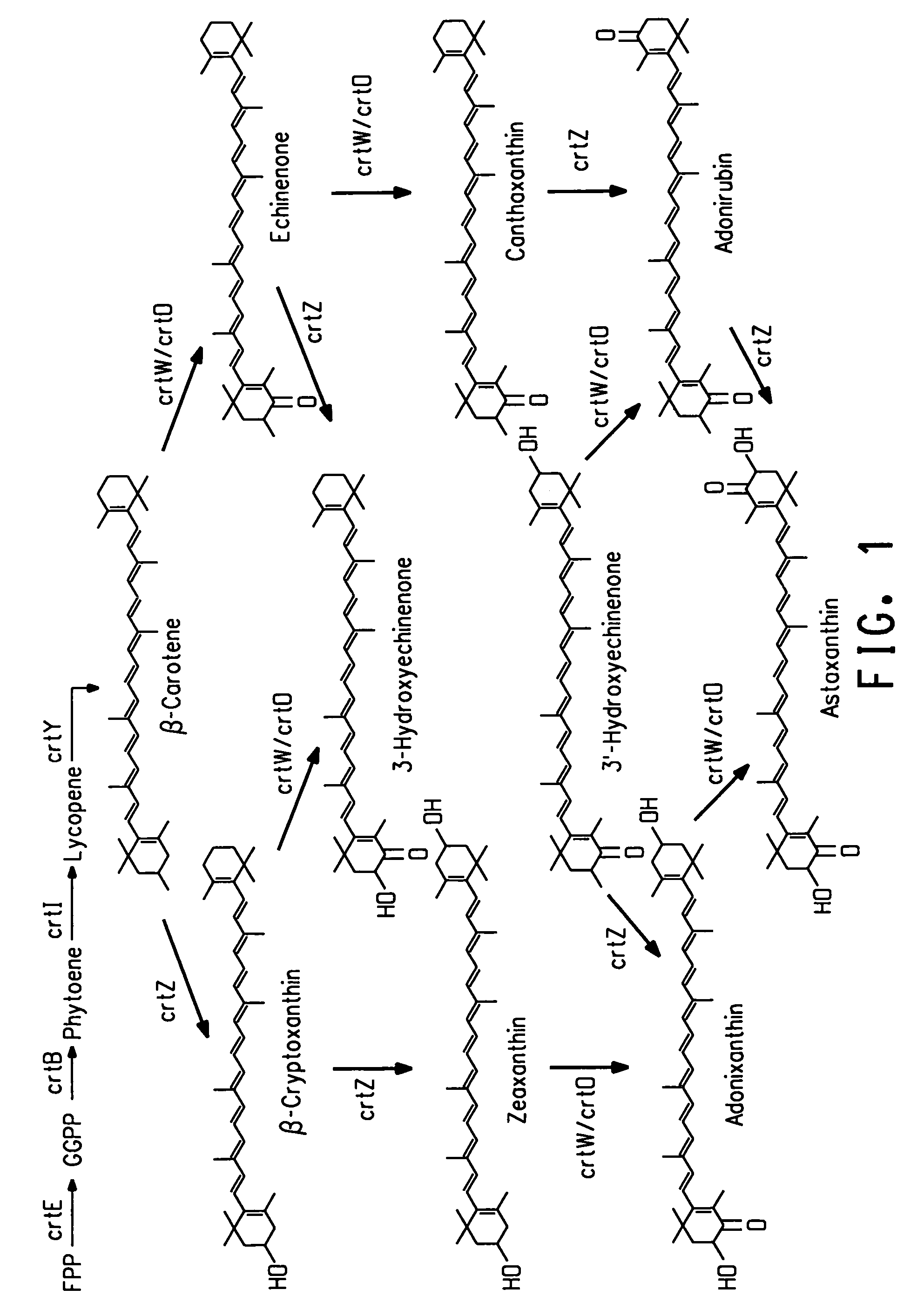 Bacterial hemoglobin genes and their use to increase carotenoid production