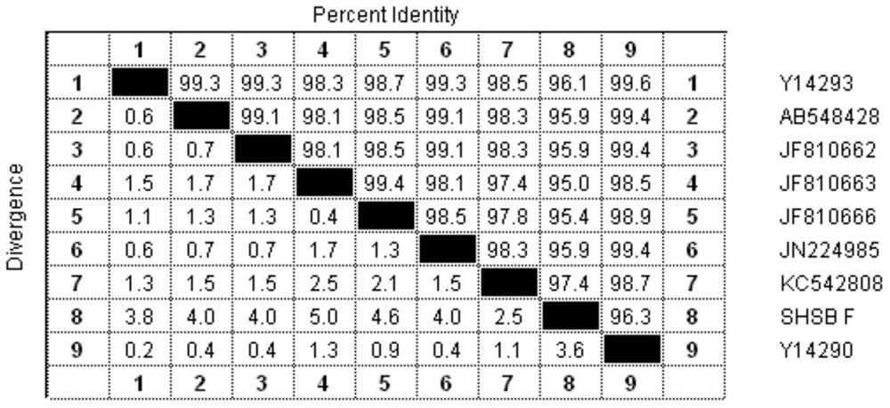 A kind of f protein of avian metapneumovirus type b