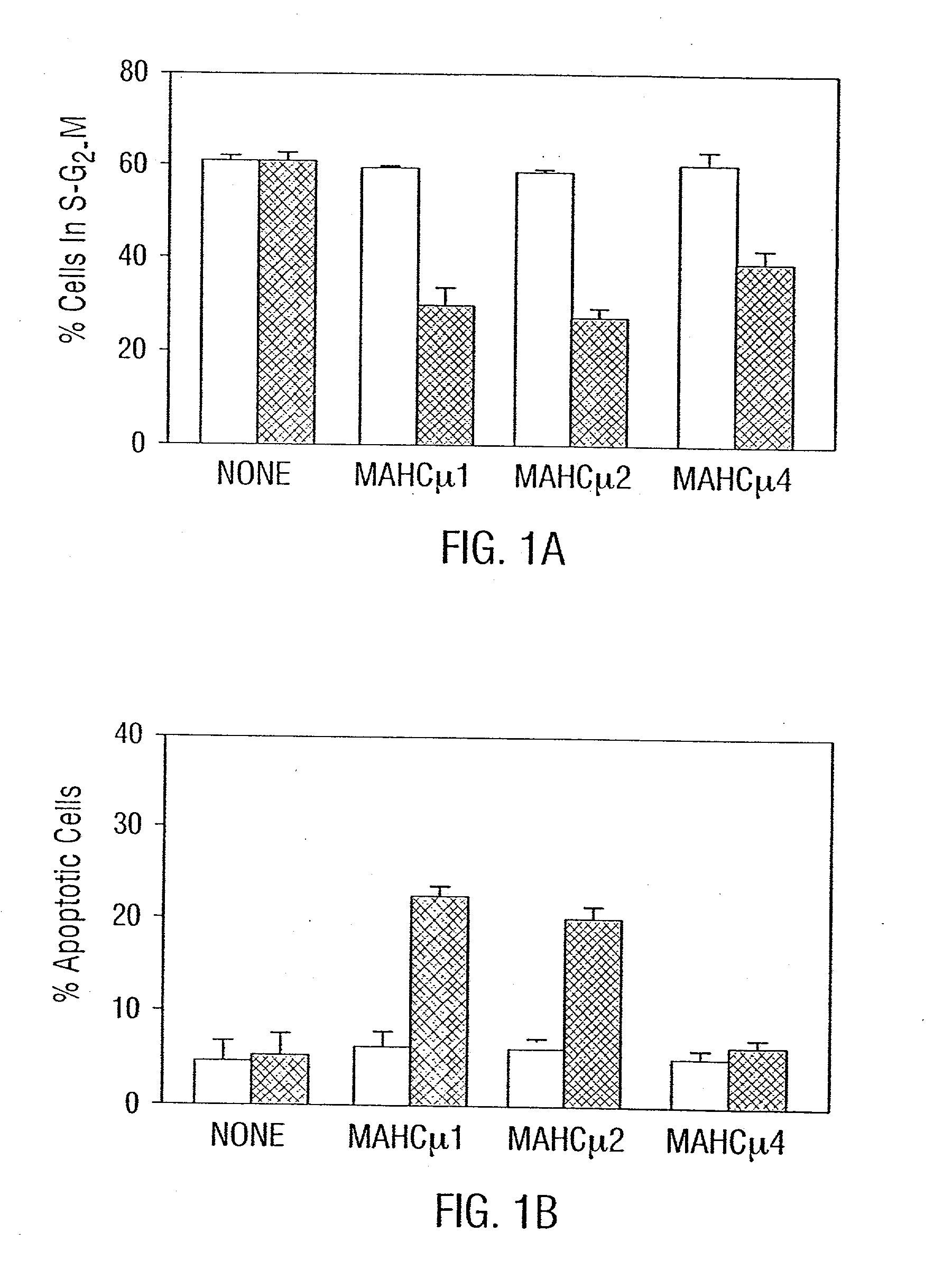 Compositions and methods for homoconjugates of antibodies which induce growth arrest or apoptosis of tumor cells