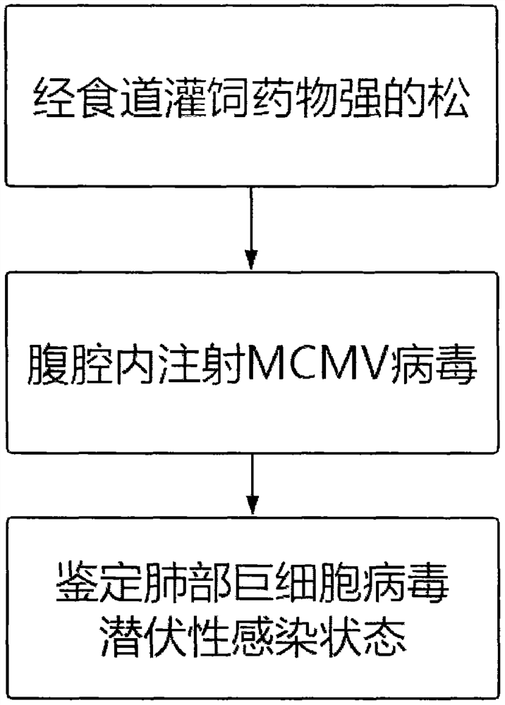 A method for constructing a latent infection model of cytomegalovirus in the lungs of mice