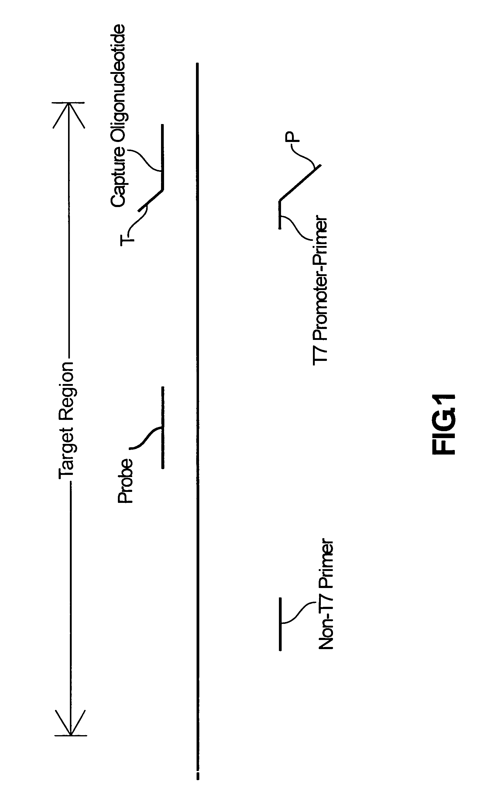 Compositions and methods for detecting West Nile virus