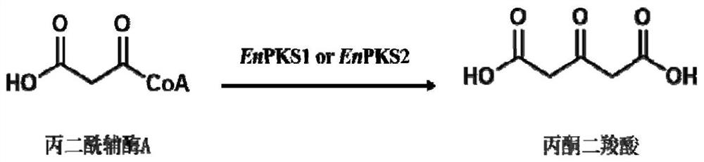 Polyketide synthases EnPKS1 and EnPKS2 from Erythroxylum novogranatense, and gene and application of polyketide synthases EnPKS1 and EnPKS2
