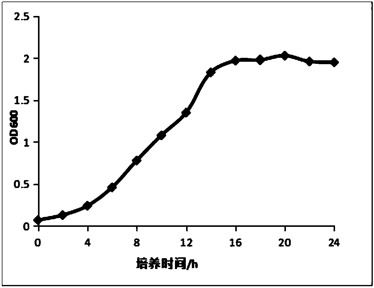 Preparation method of pea peptide with prebiotics effect and application of pea peptide to food