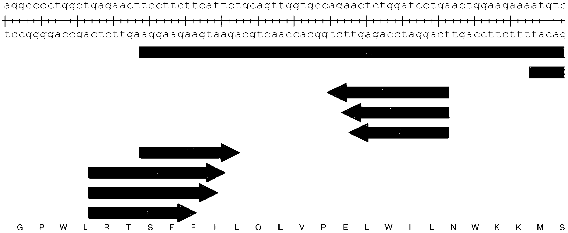 Pair of transcription activator-like effector nucleases (TALEN), encoding gene and application thereof