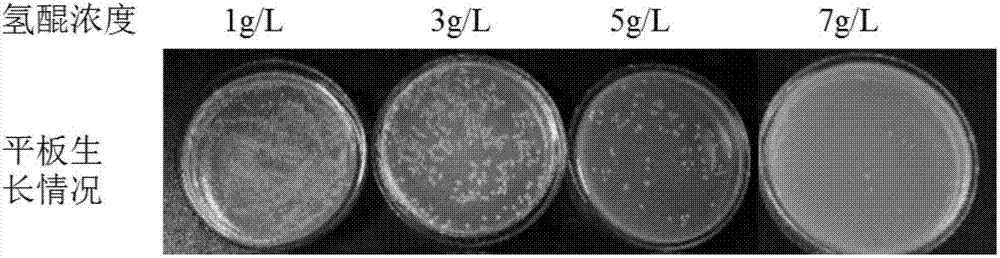 Production method for alpha-arbutin with high optical purity and glucan with high adhesion