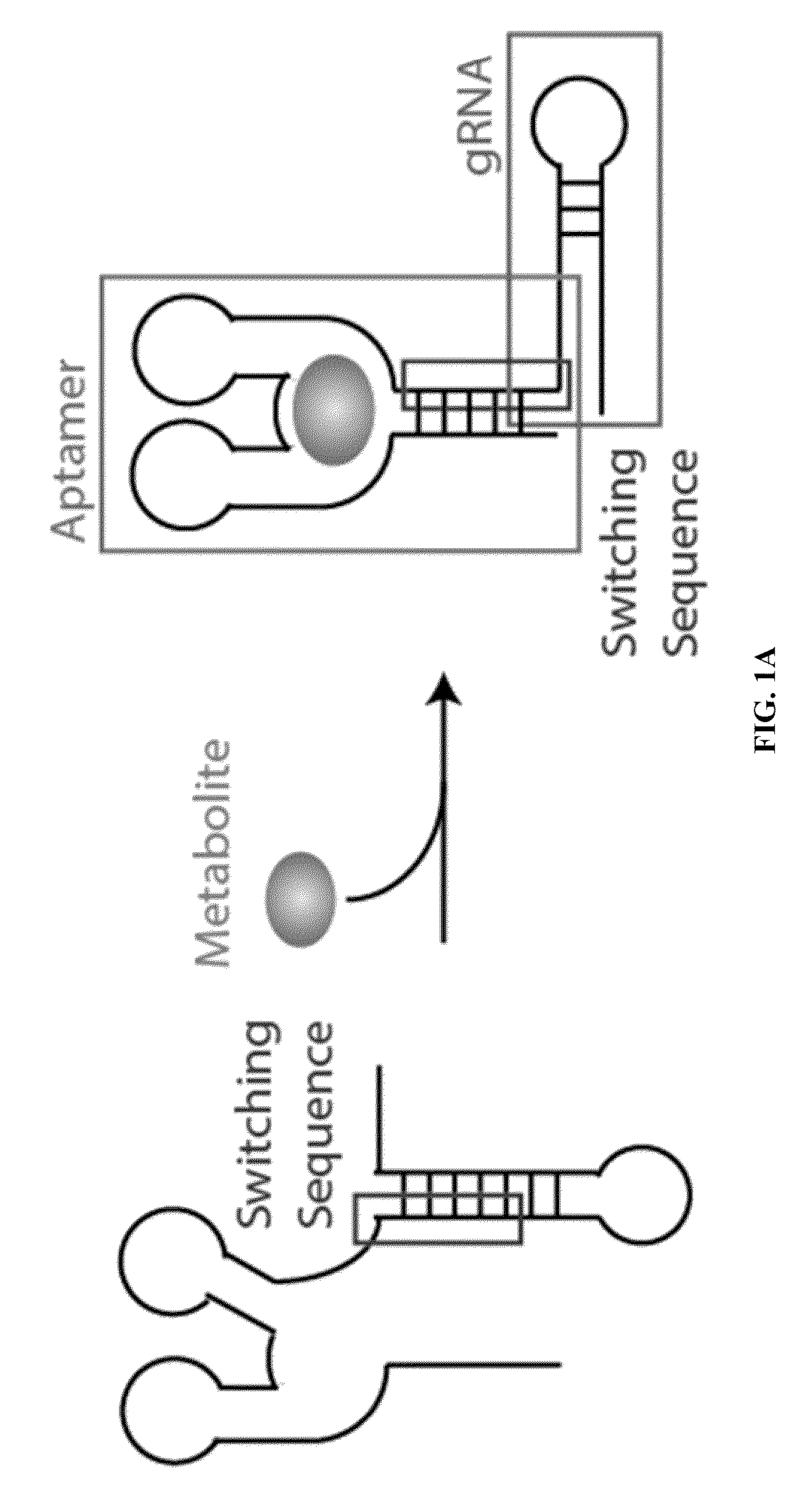 Switchable grnas comprising aptamers