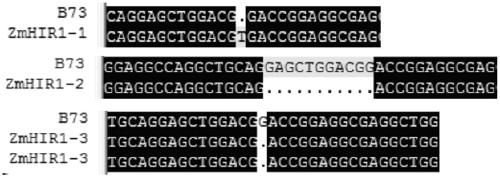 A method for inducing maize female parent haploid