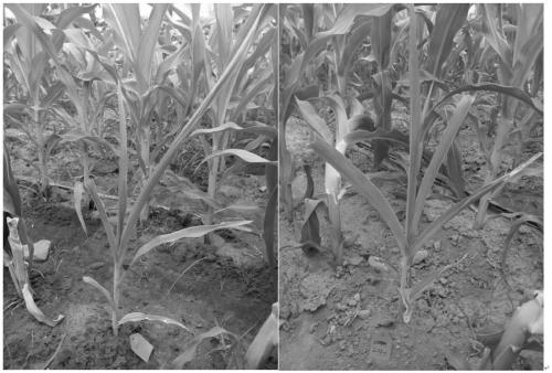 A method for inducing maize female parent haploid