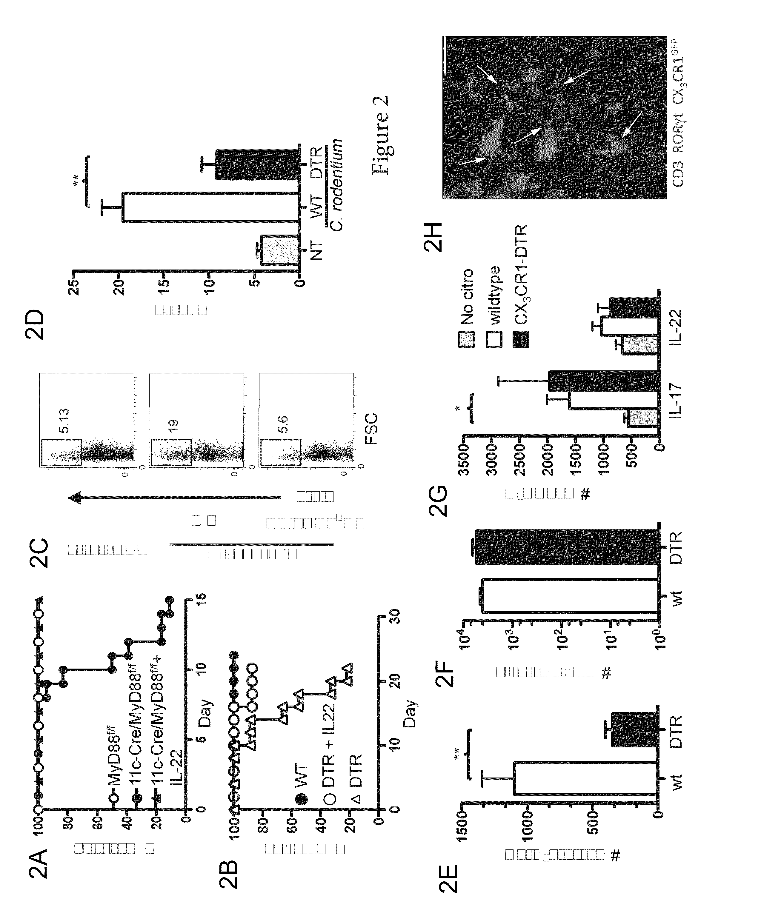 Type 3 innate lymphoid cell induced gastrointestinal tract mucosal healing