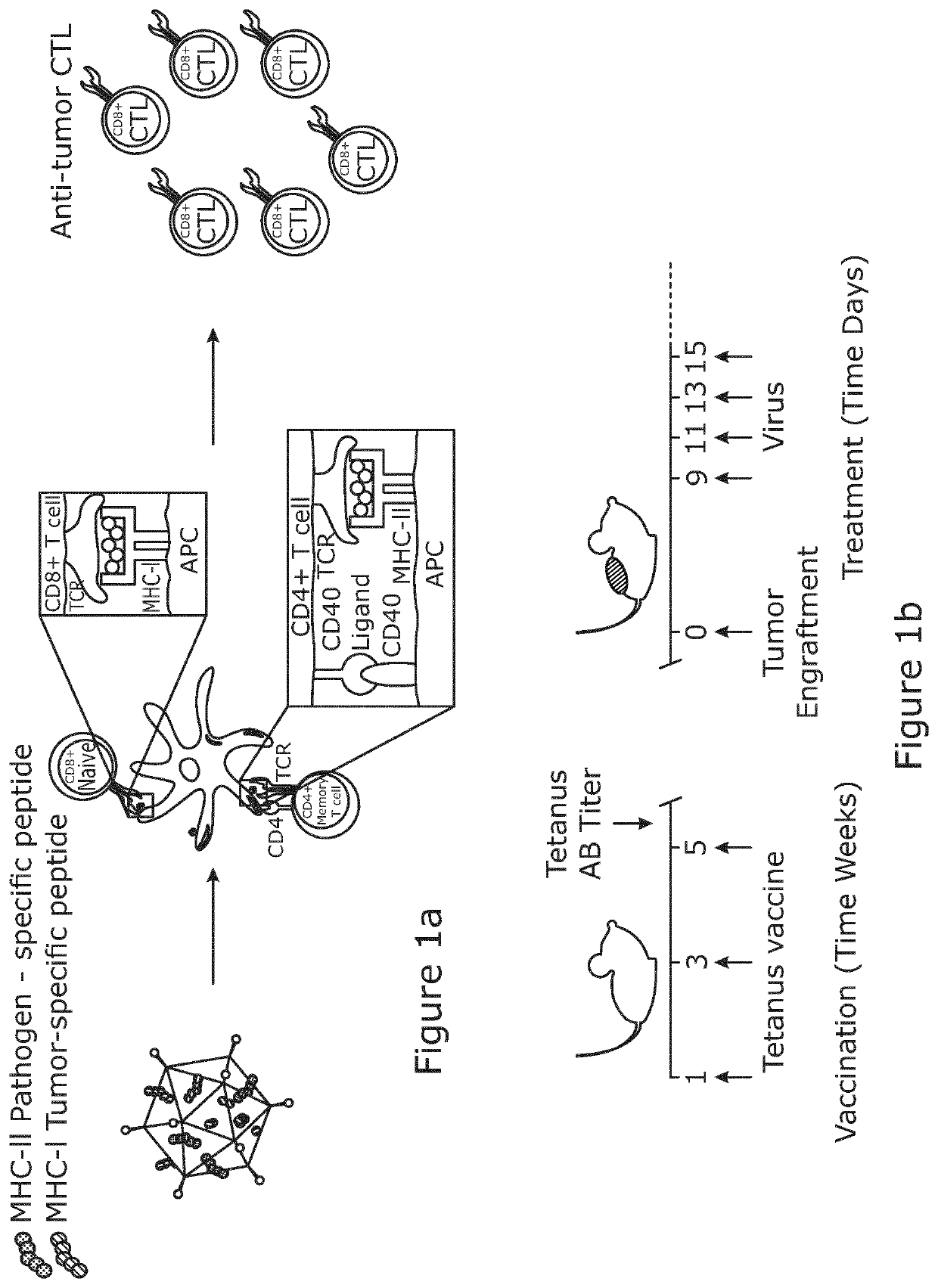 Viral vector