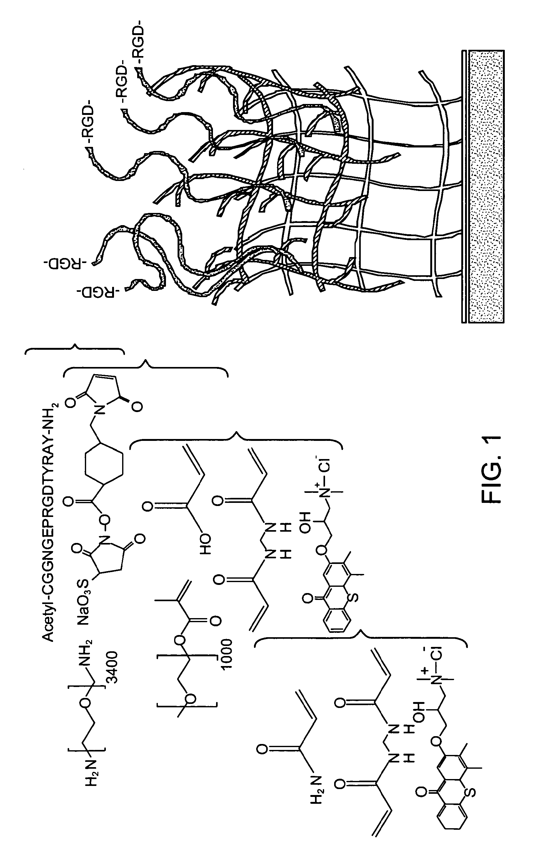 Synthetic Cell Platforms and Methods of Use Thereof