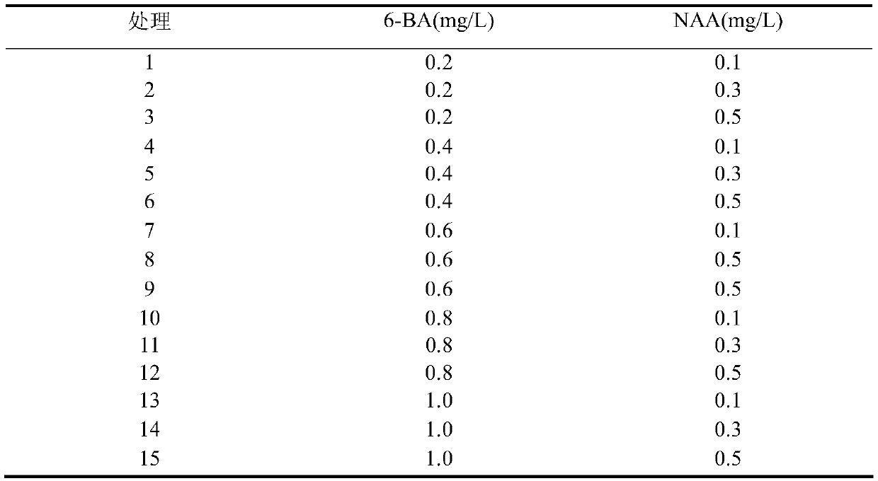 Florists chrysanthemum flower tissue culture method and tissue culture medium