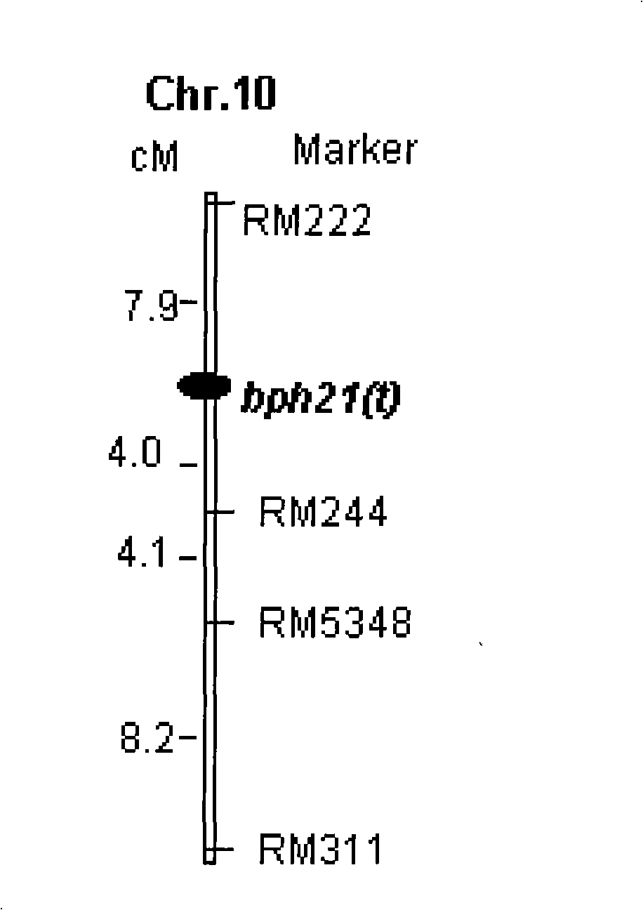 Anti-nilaparvata lugens major gene, numerator mark method and uses thereof