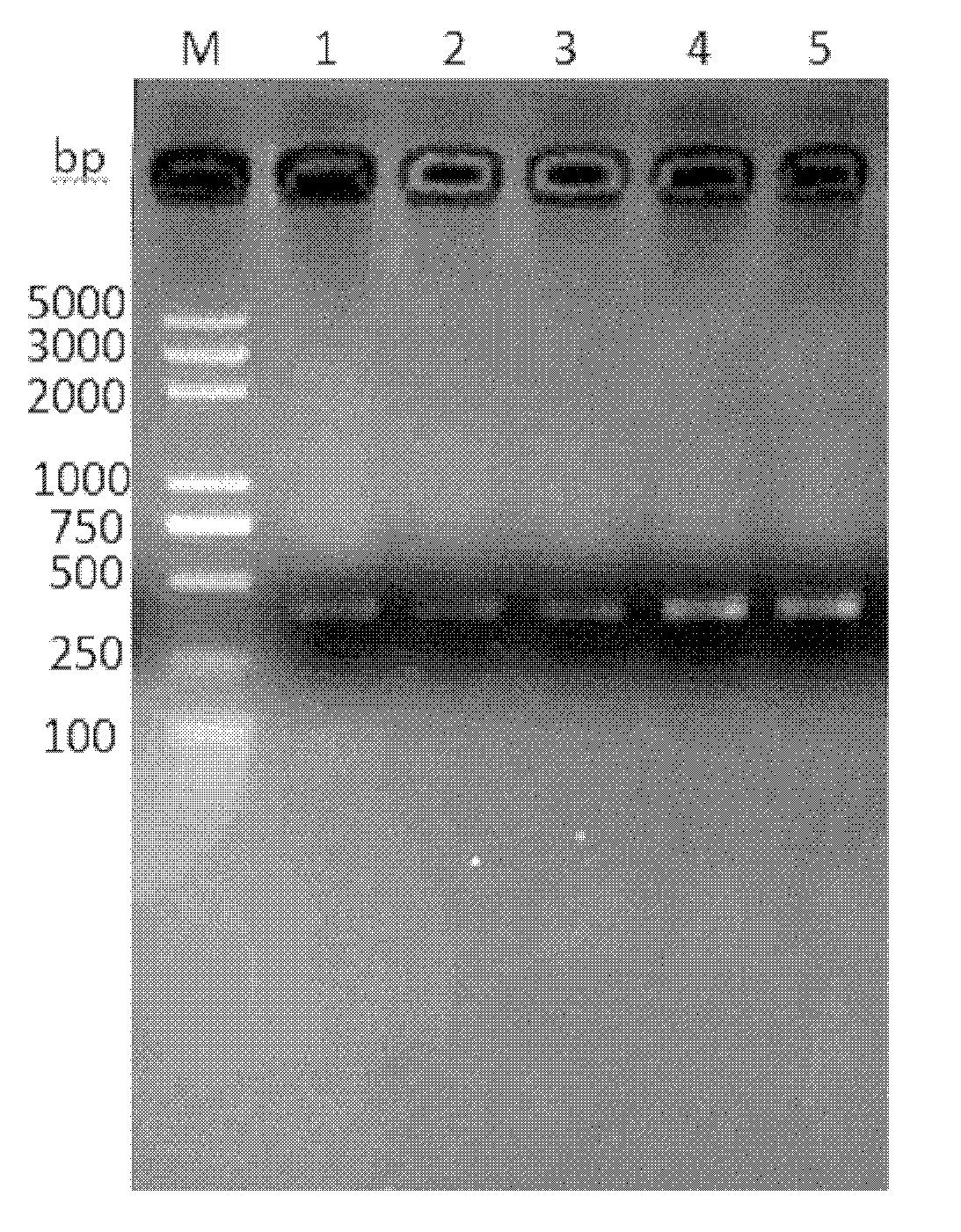 Defensin gene of antimicrobial peptide of bemisia tabaci (Gennadius), antimicrobial peptide encoded by defensin gene and preparation method for defensin gene