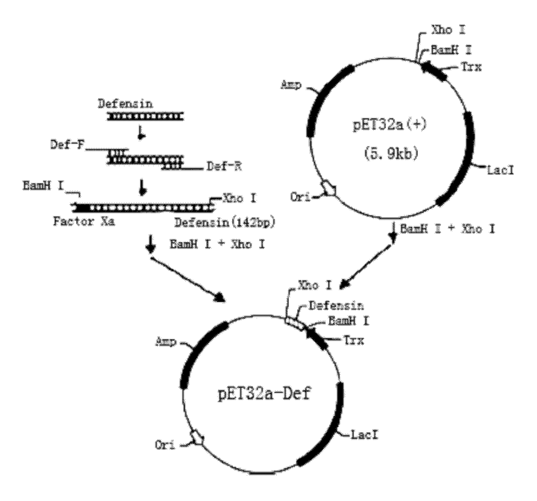 Defensin gene of antimicrobial peptide of bemisia tabaci (Gennadius), antimicrobial peptide encoded by defensin gene and preparation method for defensin gene