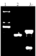 Recombinant phage vaccine for avian influenza A and construction method for recombinant phage vaccine