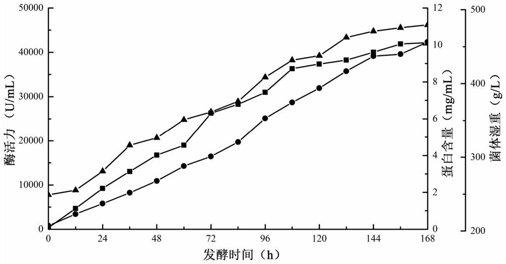 A kind of production method and application of thermophilic fungus mannanase