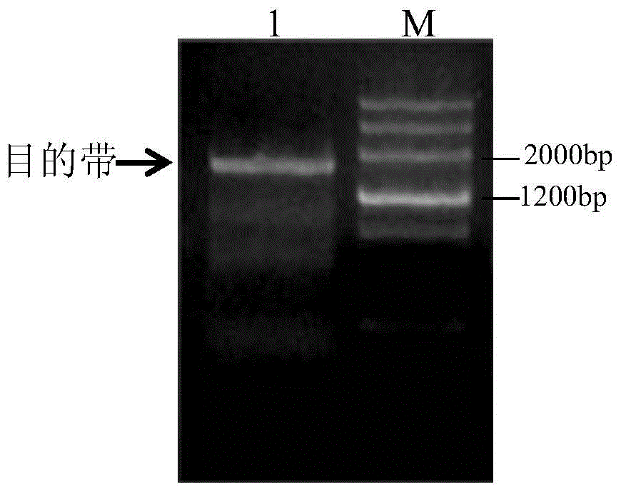 Wheat-derived disease resistance-related protein tacpk7-r and its related biomaterials and applications